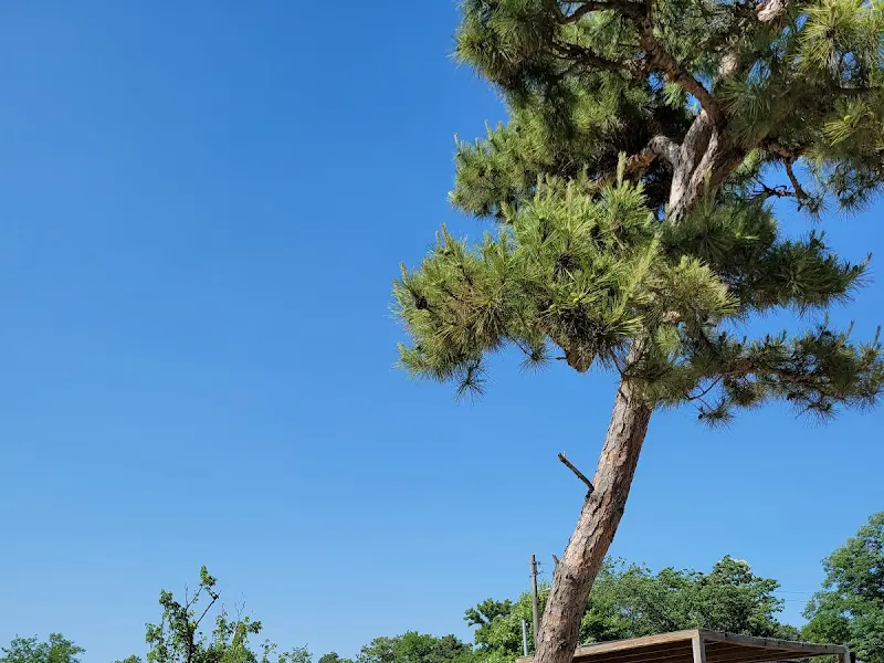 푸른 하늘과 나무