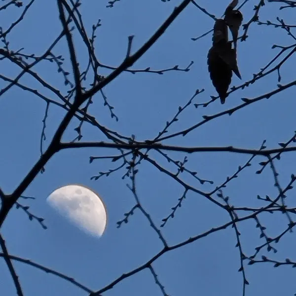 나뭇가지 사이로 보이는 반달