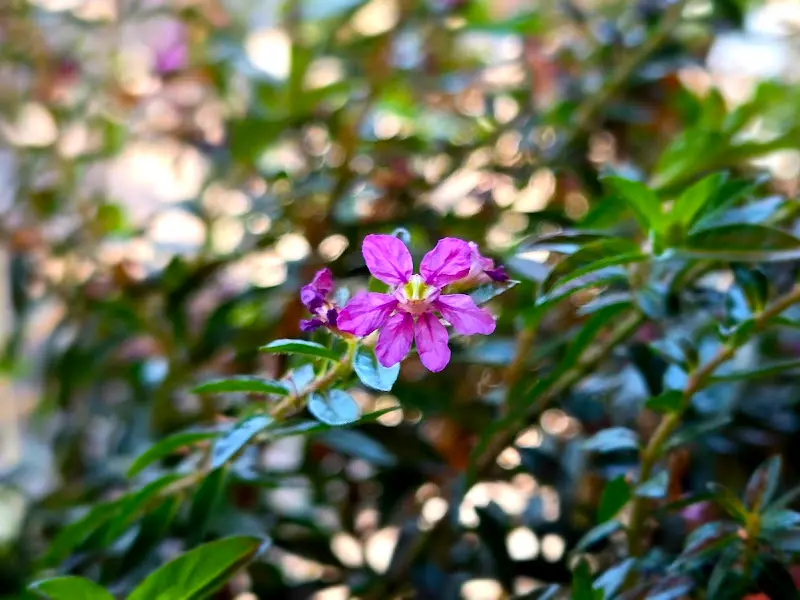 화사하게 핀 작은 꽃