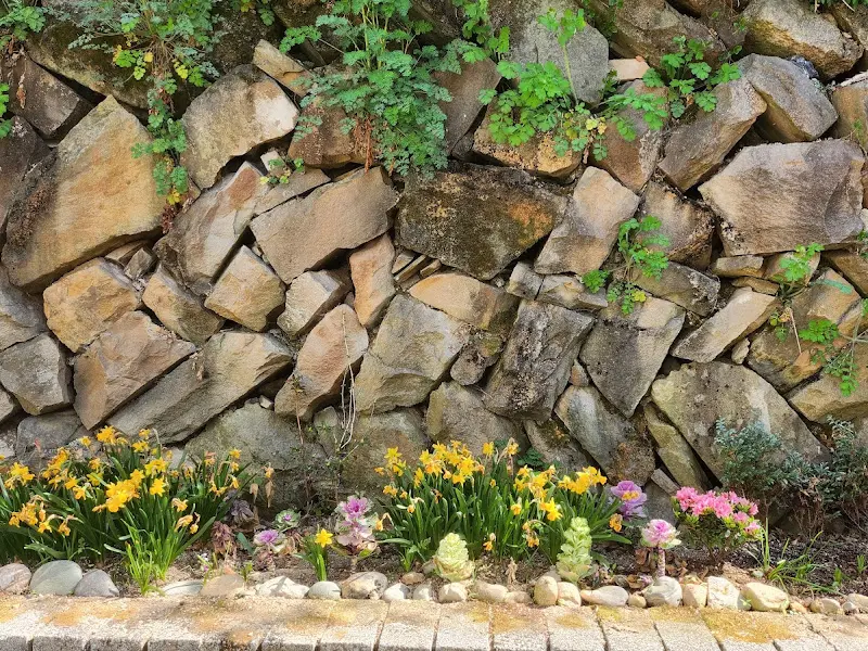 카페 주변의 돌담과 꽃