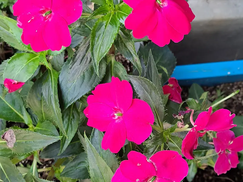 식당 주변에 핀 꽃