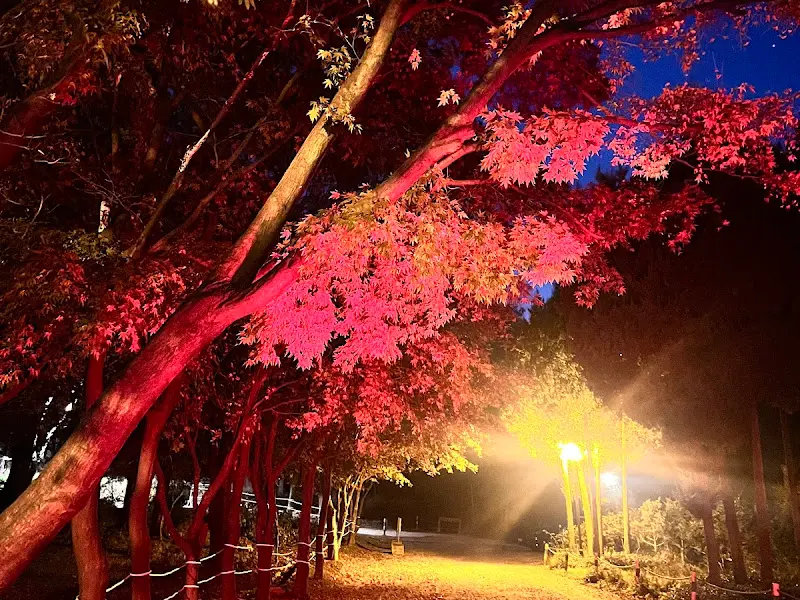 조명이 켜진 유니스의 정원 야경