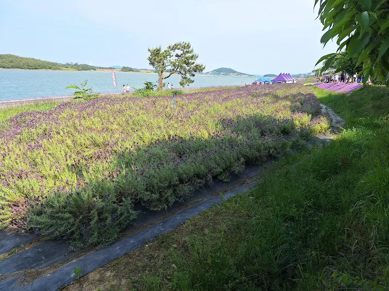보랏빛 라벤더 밭이 드넓게 펼쳐진 퍼플섬 풍경