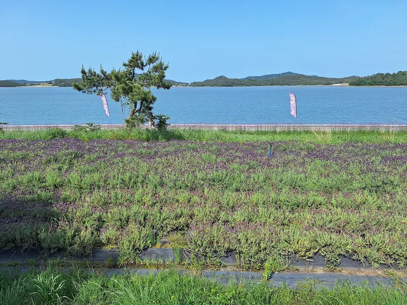 푸른 바다와 라벤더 밭의 환상적인 조화