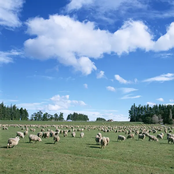 드넓은 초원에서 양들이 풀을 뜯어먹고 있는 사진
