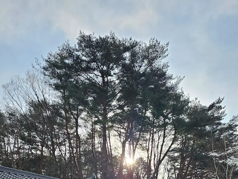 하늘을 향해 뻗은 나무