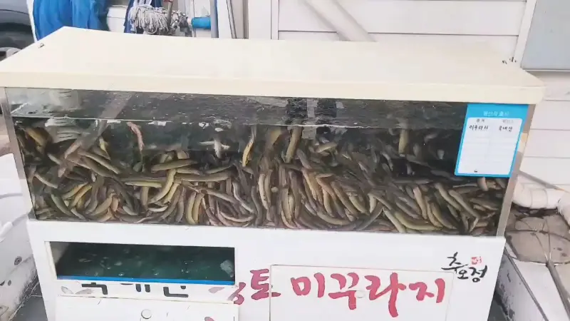 싱싱한 미꾸라지