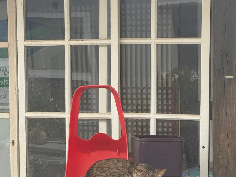 정원에서 낮잠을 즐기는 고양이