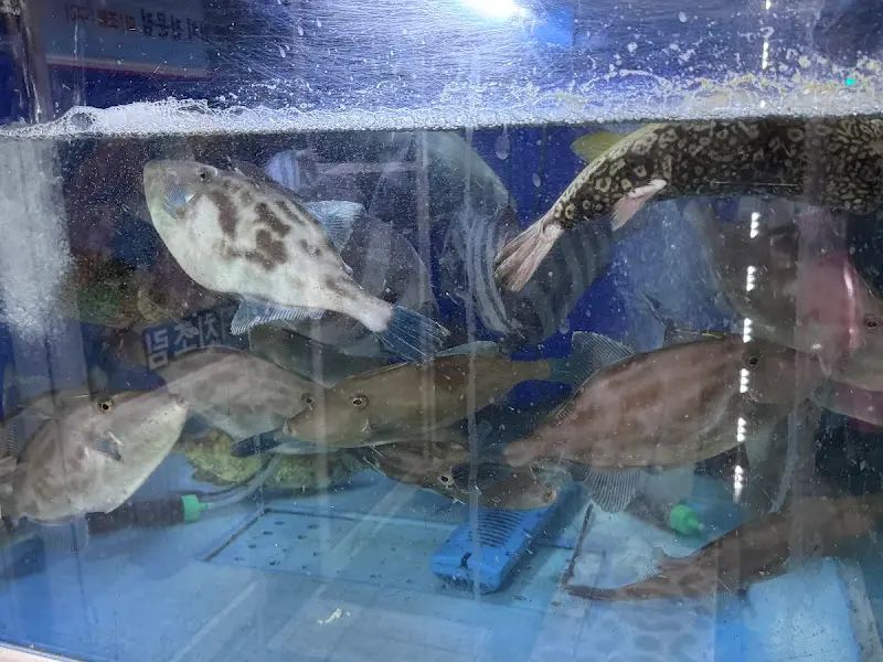 수족관 안에서 유영하는 쥐치들