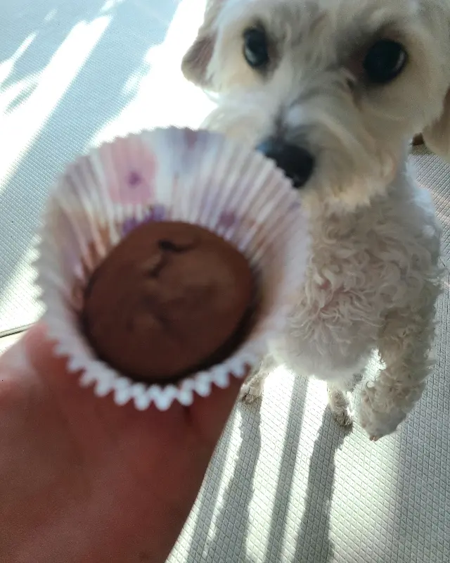 두쫀쿠와 강아지