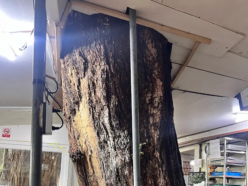 가게 내부 버드나무 기둥