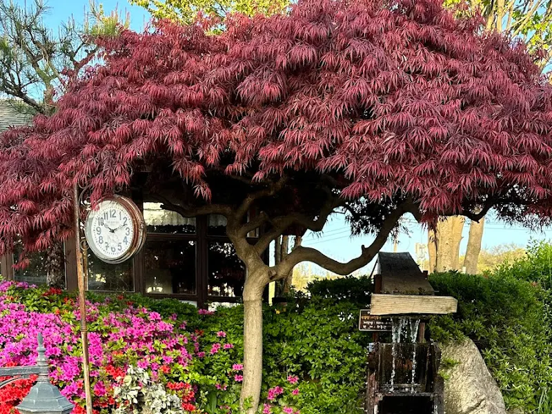 단풍나무와 시계