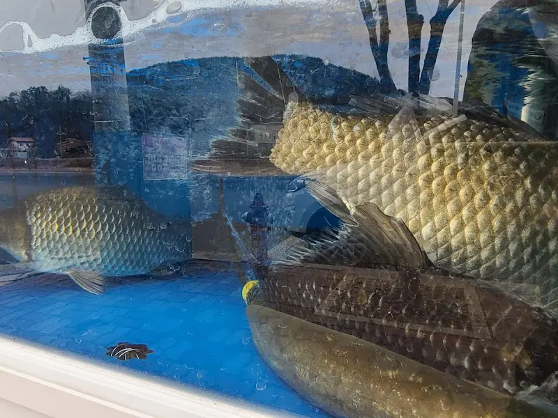 수족관 속 물고기