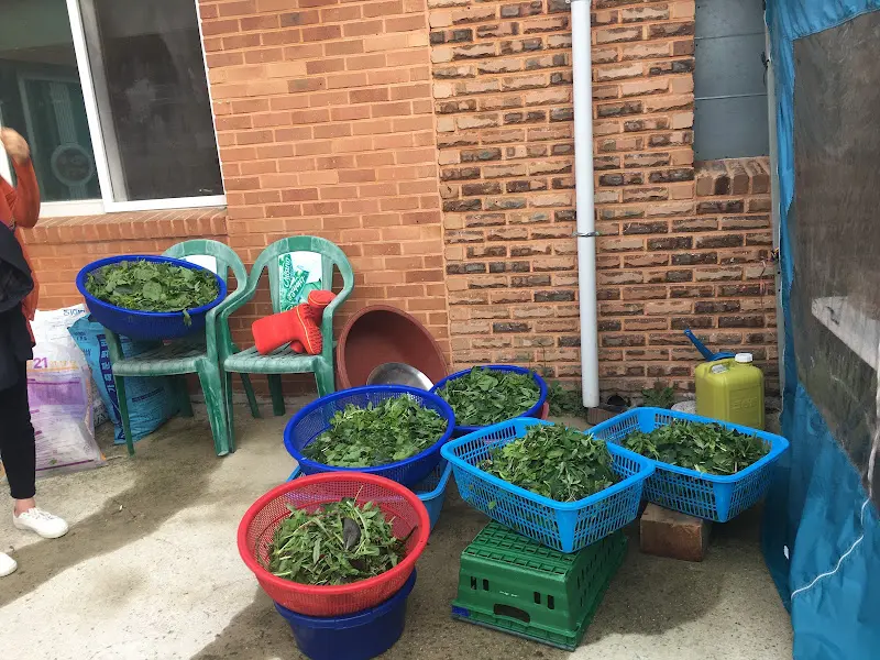 약초 재배 모습