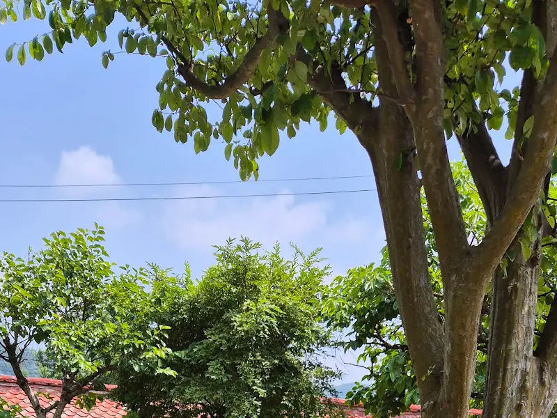 싱그러운 나무들이 가득한 외부 풍경