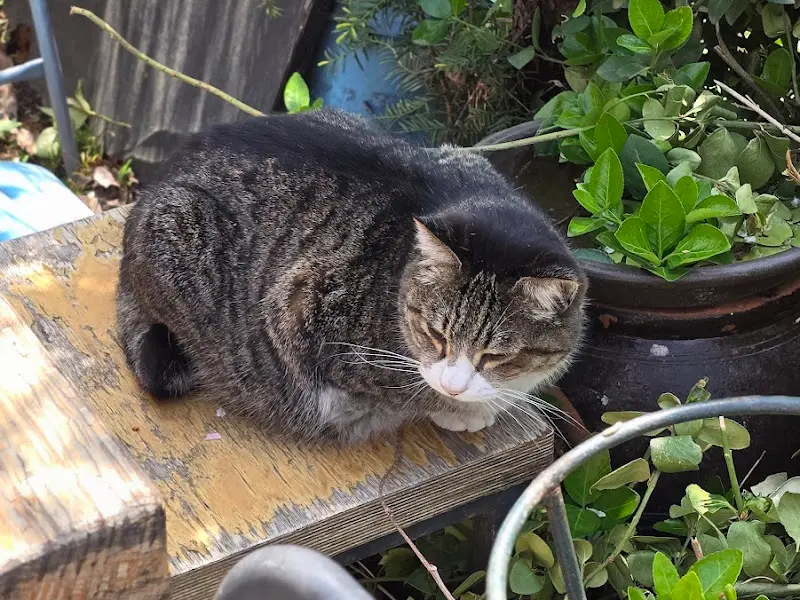 식당 앞에서 만난 고양이