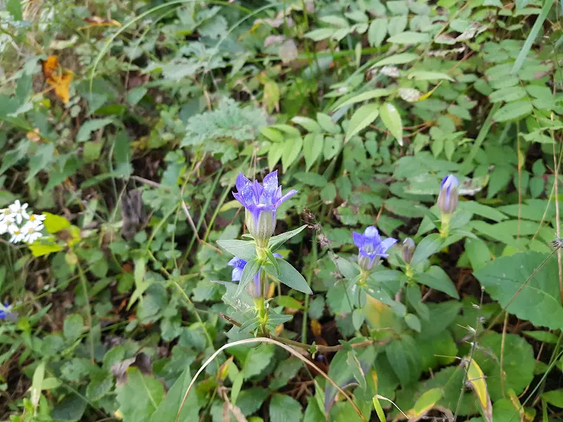 산책로에서 만난 야생화
