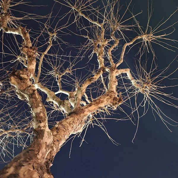 밤하늘을 배경으로 한 나뭇가지