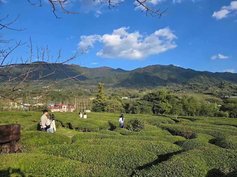 녹차밭을 거니는 사람들