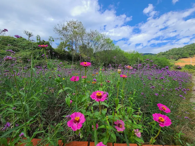 정원의 다양한 꽃들