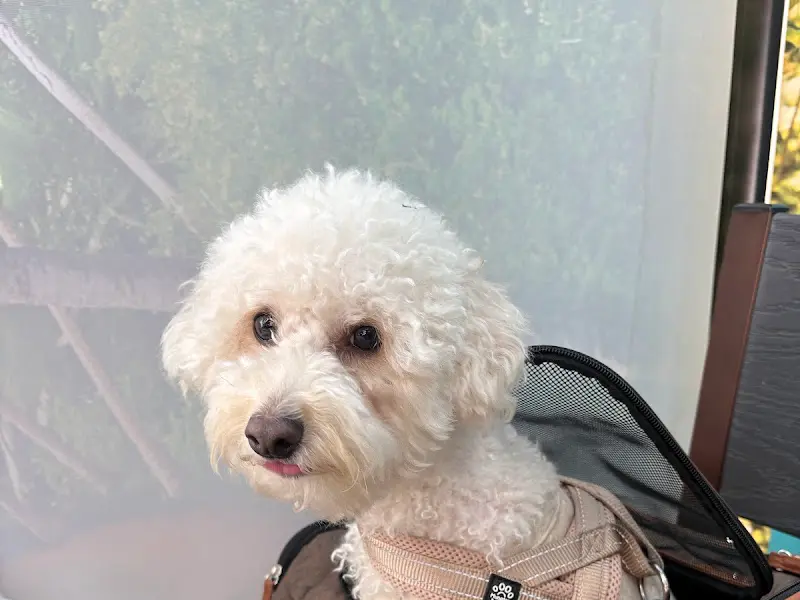 애견 동반 가능