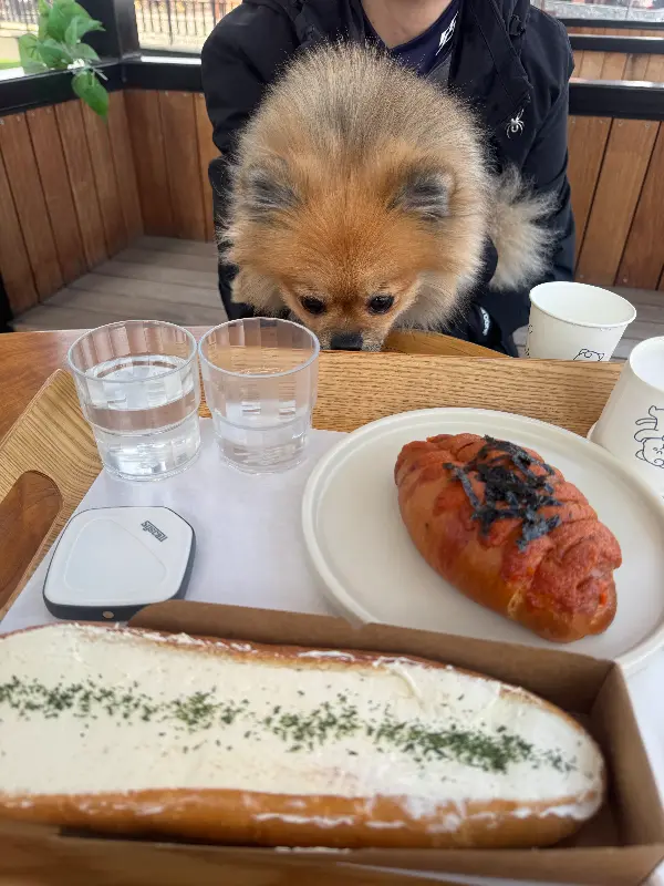 빵과 함께 즐거운 시간을 보내는 강아지