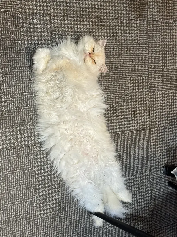 토끼 먹이 주기 체험