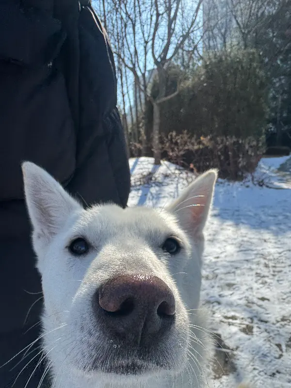 아재돼지국밥 메뉴