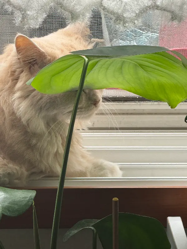 창밖을 바라보는 고양이