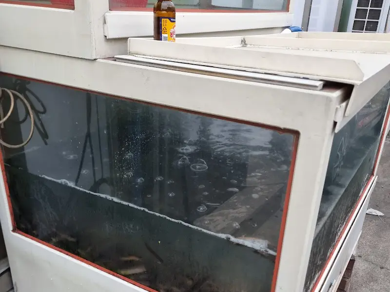 싱싱한 미꾸라지가 있는 수족관