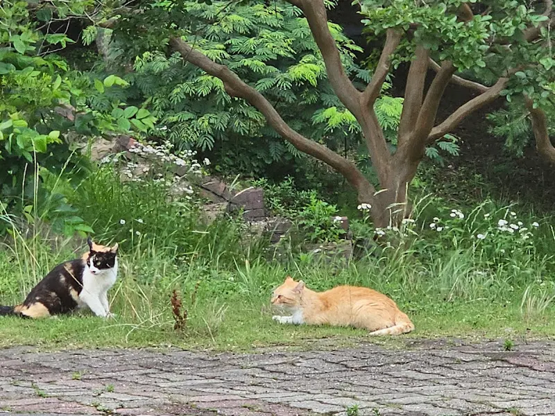 정원의 고양이들