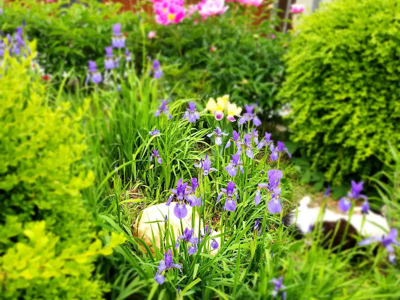 식당 정원에 핀 보라색 꽃