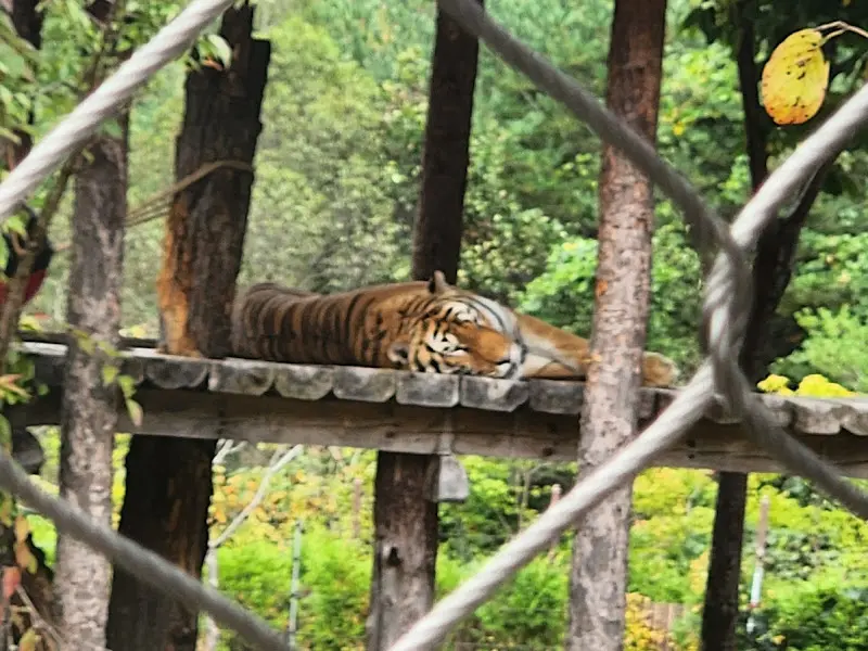 늠름한 백두산 호랑이