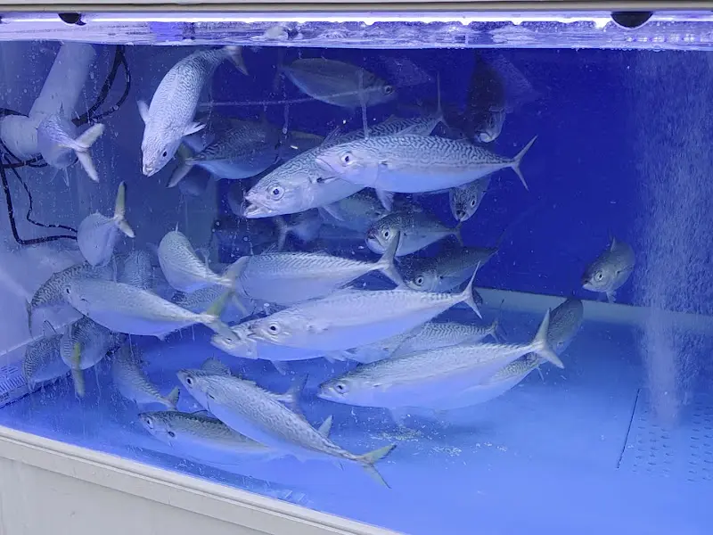 수족관 속 활고등어