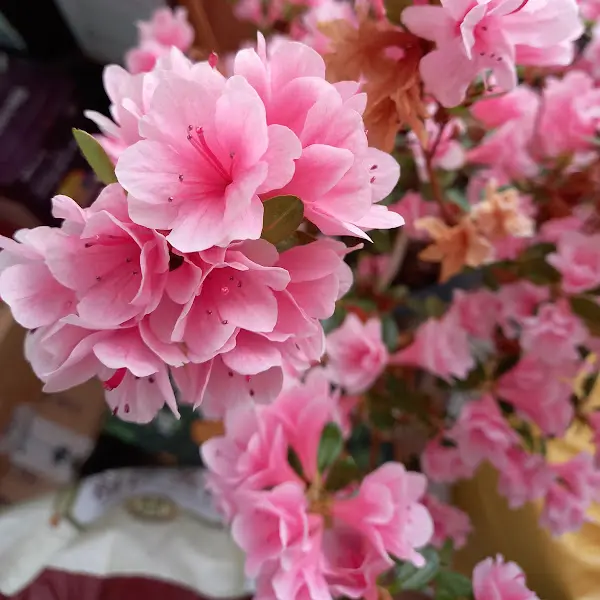 화사한 꽃 장식