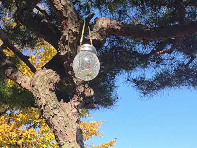 혜경궁 카페의 정원에 매달린 조명