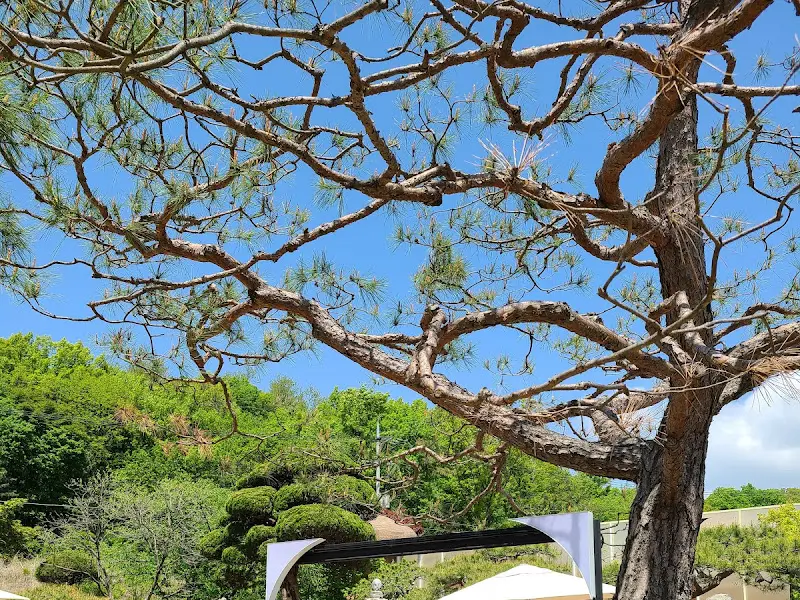 나뭇가지 사이로 보이는 하늘