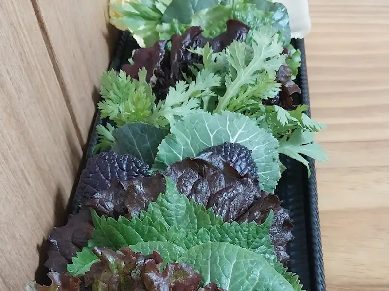 싱싱한 쌈 채소 모음