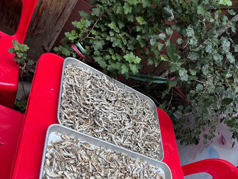 햇볕에 말리고 있는 멸치