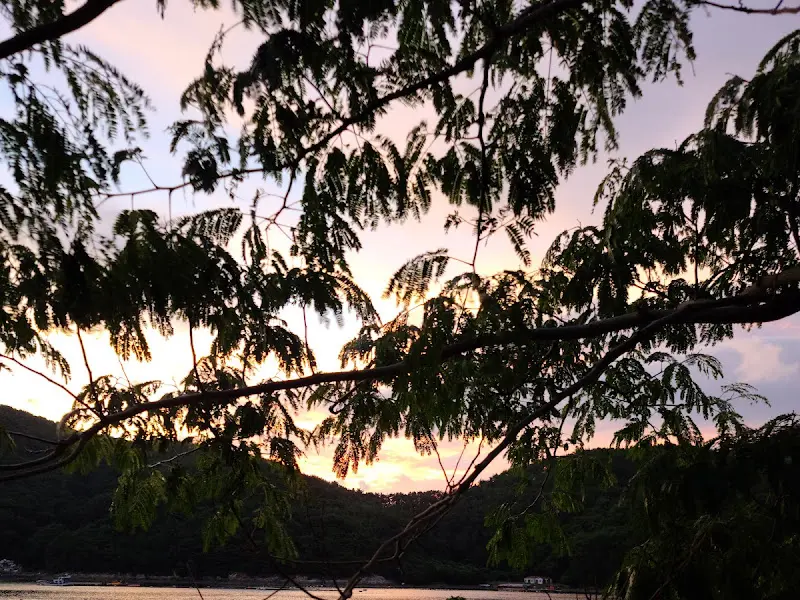 나뭇가지 사이로 보이는 통영 바다의 석양