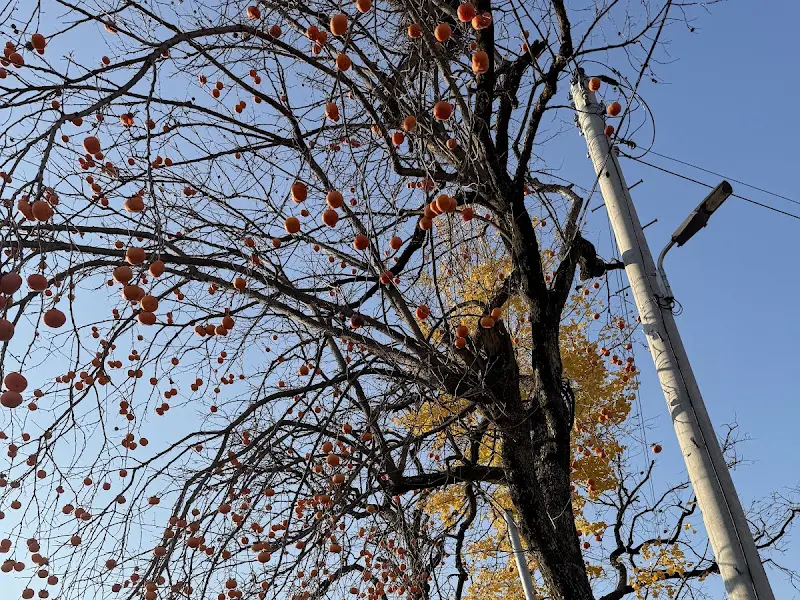 카페 감나무뜰의 감나무