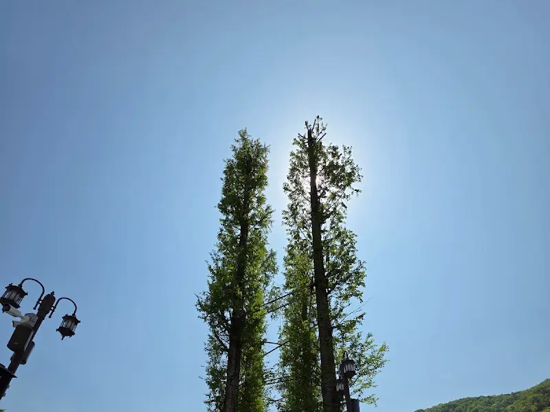 푸른 하늘과 나무