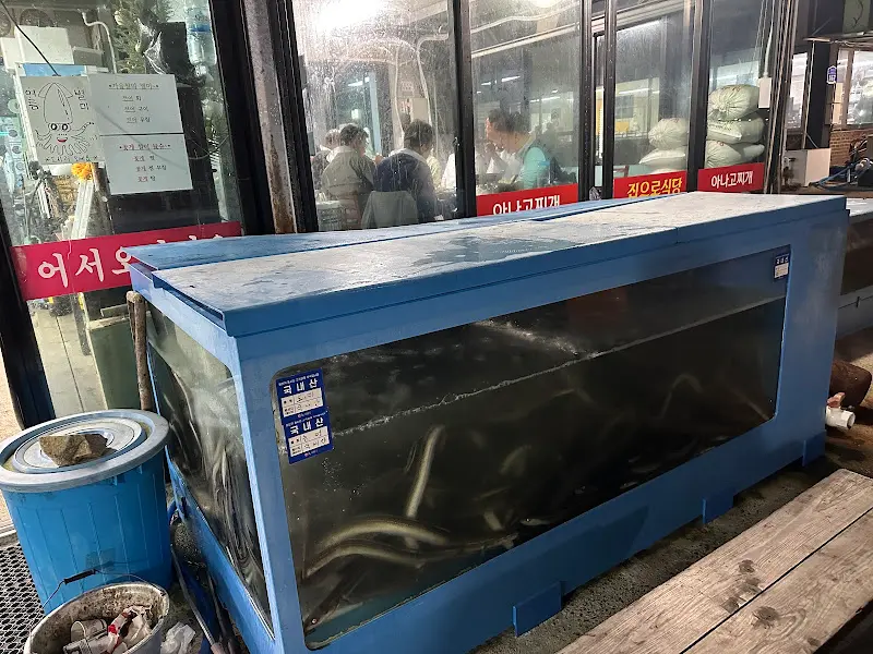 수족관 속 장어들