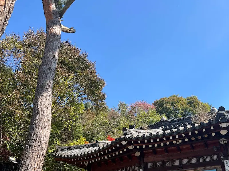 한옥 지붕과 소나무가 어우러진 풍경