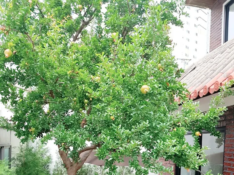 카페 정원에 있는 석류나무