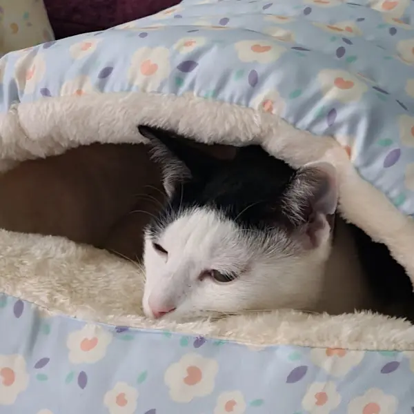 편안한 잠자리에 든 고양이 사진