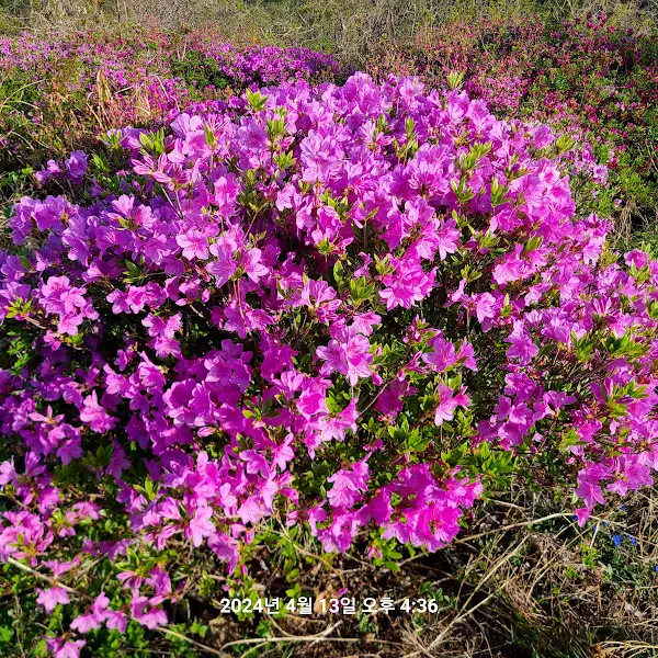 식당 주변을 장식한 아름다운 꽃