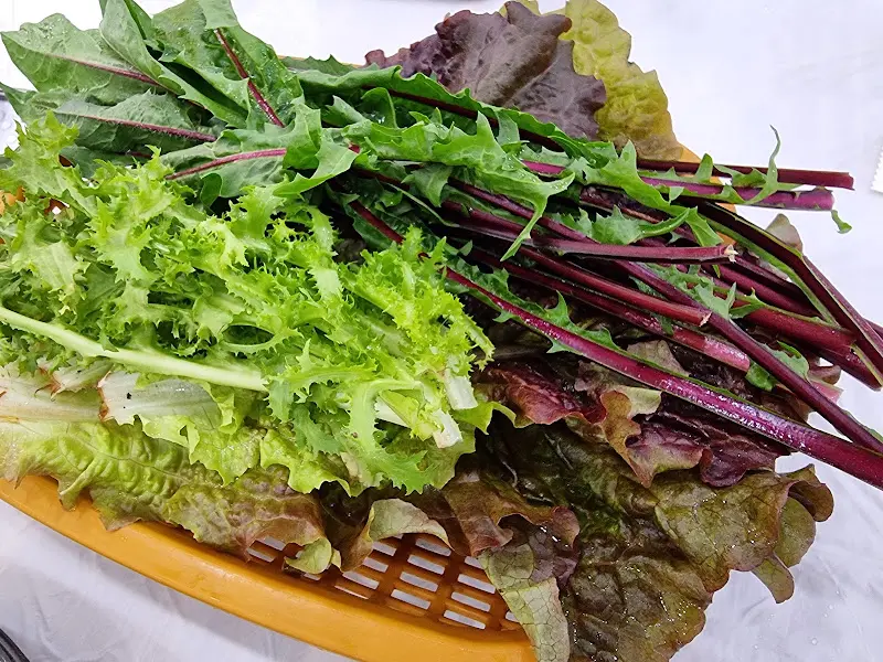 싱싱한 쌈 채소