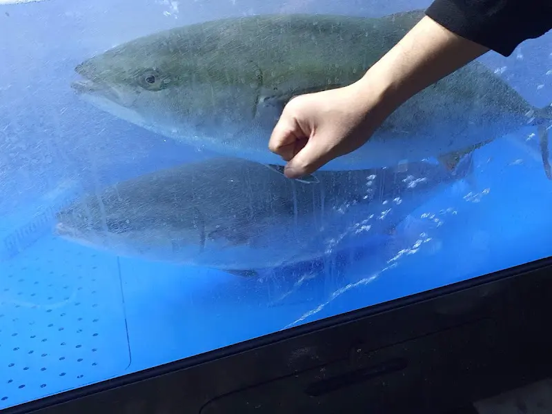 수족관 속 대방어