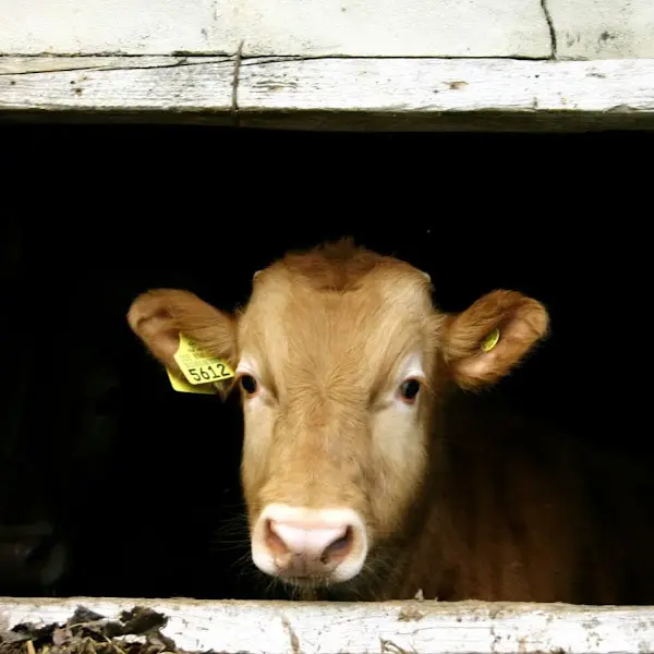 귀여운 송아지의 모습